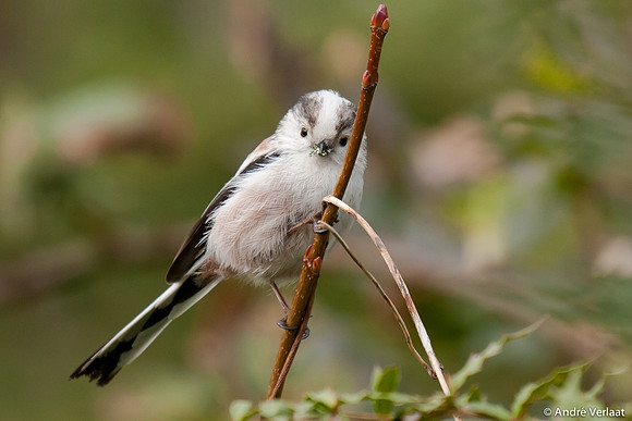 Staartmees / Long-tailed Tit - Enkhuizen