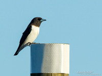 Witborstspitsvogel / White-breasted Woodswallow - Fraser Island