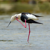 Steltkluut / Black-winged Stilt - Lesvos