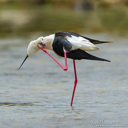 Steltkluut / Black-winged Stilt - Lesvos