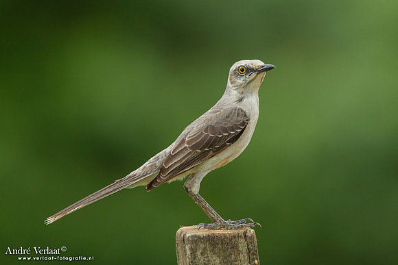 Tropische Spotlijster / Tropical Mockingbird - Peperpot