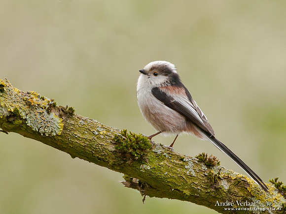 Staartmees / Long-tailed Tit - Oostvaardersplassen
