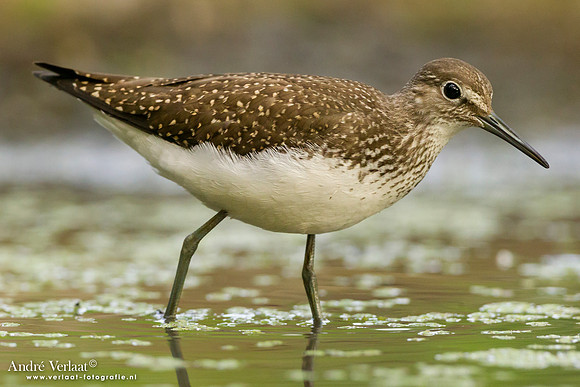 Witgat / Green Sandpiper- Tiszagyenda