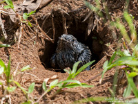 Zwaluwbaardkoekoek / Swallow-winged Puffbird - Commewijne