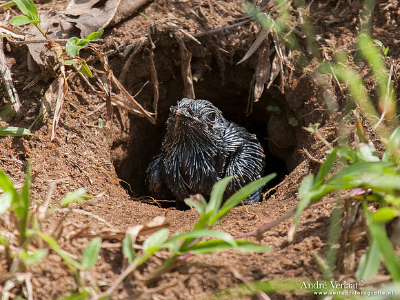 Zwaluwbaardkoekoek / Swallow-winged Puffbird - Commewijne