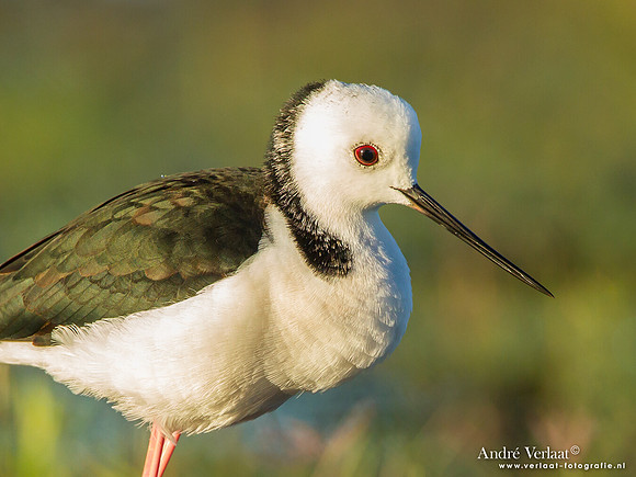 Steltkluut / Black-winged Stilt - Bowra Sanctuary