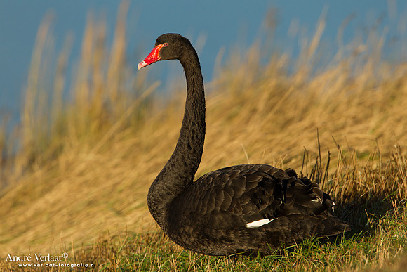 Zwarte Zwaan / Black Swan - Den Oever