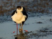 Steltkluut / Black-winged Stilt - Lesvos