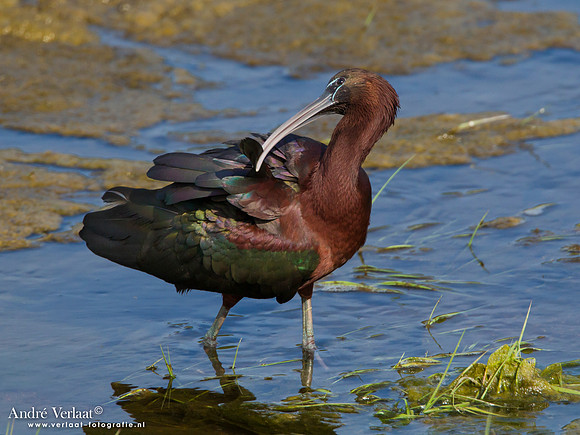 Zwarte Ibis / Glossy Ibis - Lesbos