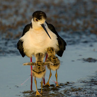 Steltkluut / Black-winged Stilt - Lesvos