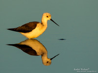 Steltkluut / Black-winged Stilt - Lesvos
