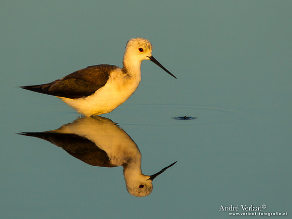 Steltkluut / Black-winged Stilt - Lesvos