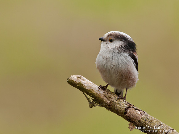 Staartmees / Long-tailed Tit - Oostvaardersplassen