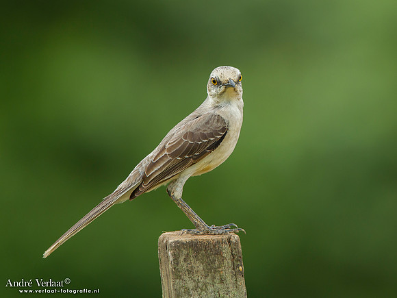 Tropische Spotlijster / Tropical Mockingbird - Peperpot