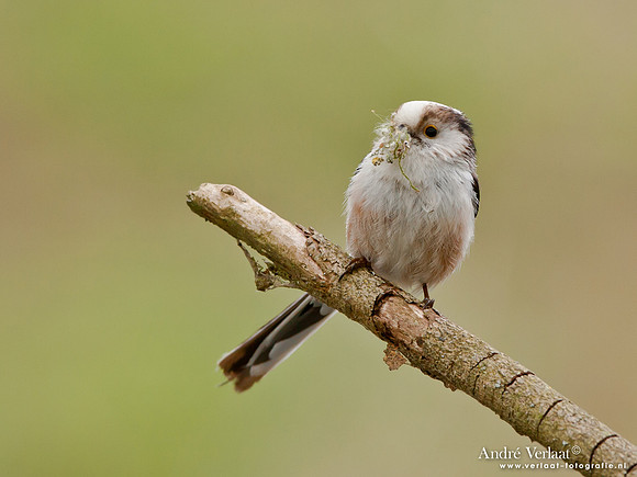 Staartmees / Long-tailed Tit - Oostvaardersplassen