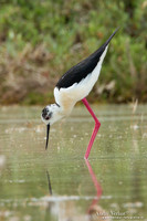 Steltkluut / Black-winged Stilt - Lesvos
