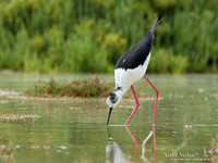 Steltkluut / Black-winged Stilt - Lesvos