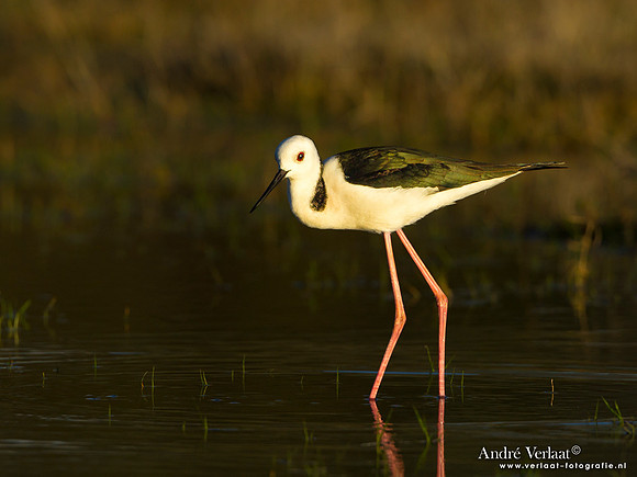 Steltkluut / Black-winged Stilt - Bowra Sanctuary