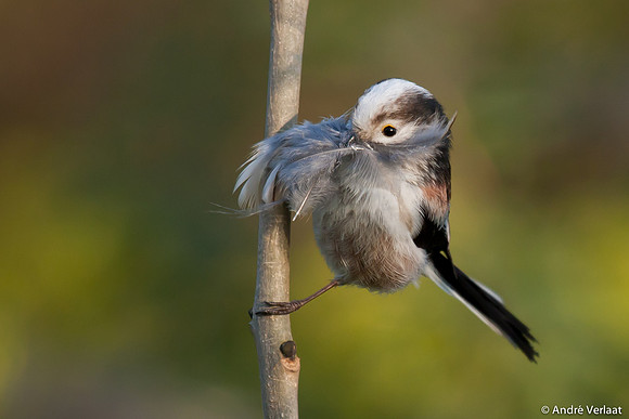 Staartmees / Long-tailed Tit - Enkhuizen