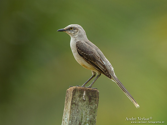 Tropische Spotlijster / Tropical Mockingbird - Peperpot
