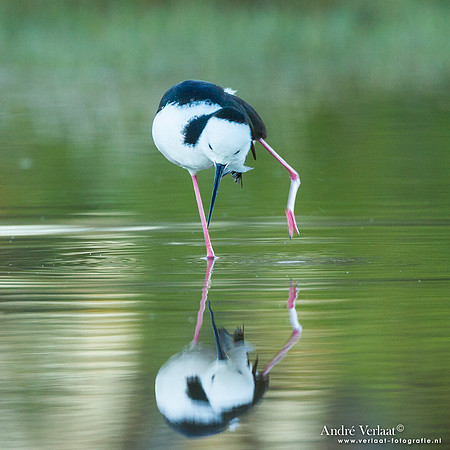 Steltkluut / Black-winged Stilt - Bowra Sanctuary