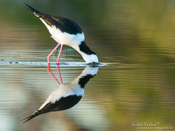 Steltkluut - Black-winged Stilt - Bowra Sanctuary