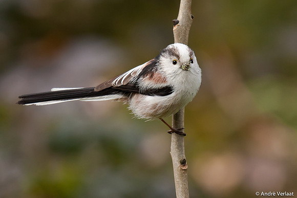 Staartmees / Long-tailed Tit - Enkhuizen