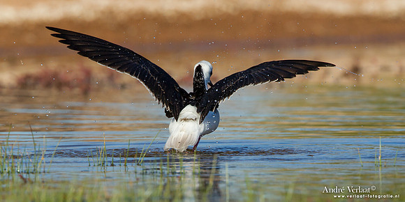 Steltkluut / Black-winged Stilt - Bowra Sanctuary