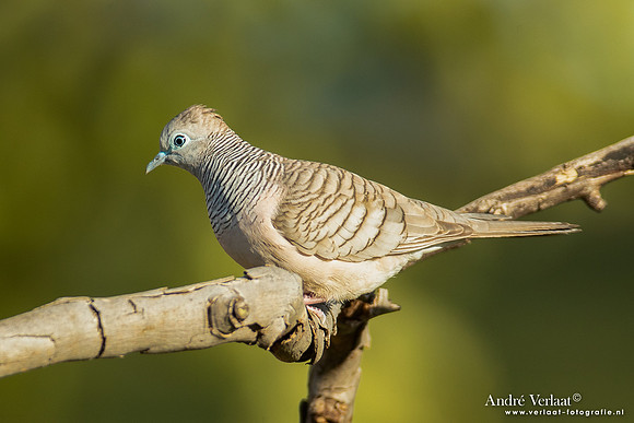 Zebraduif / Zebra Dove - Pine Creek NT