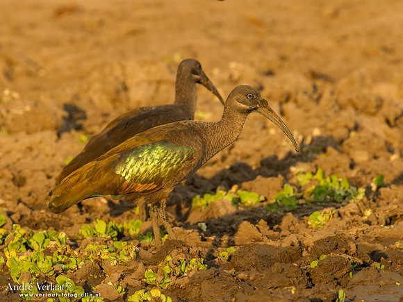 Zwarte Ibis / Glossy Ibis - South Luangwa NP