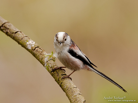 Staartmees / Long-tailed Tit - Oostvaardersplassen
