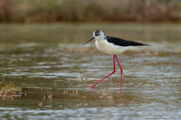 Steltkluut - Black-winged Stilt - Lesvos-5
