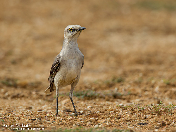 Tropische Spotlijster / Tropical Mockingbird - Peperpot