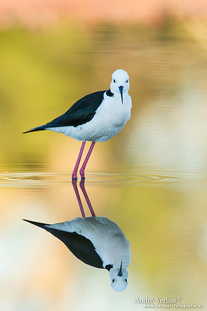 Steltkluut / Black-winged Stilt - Bowra Sanctuary