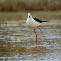 Steltkluut / Black-winged Stilt
