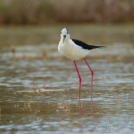 Steltkluut / Black-winged Stilt - Lesvos