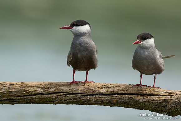 Witwangstern / Whiskered Tern - Hortobagyi Nemzeti Park