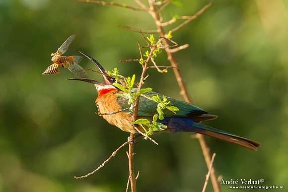 Witkapbijeneter / White-fronted Bee-eater - South Luangwa NP