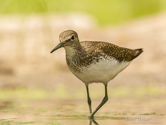 Witgat / Green Sandpiper- Tiszagyenda