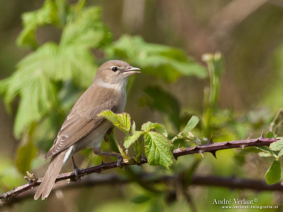 Tuinfluiter / Garden Warbler - Lepelaarplassen