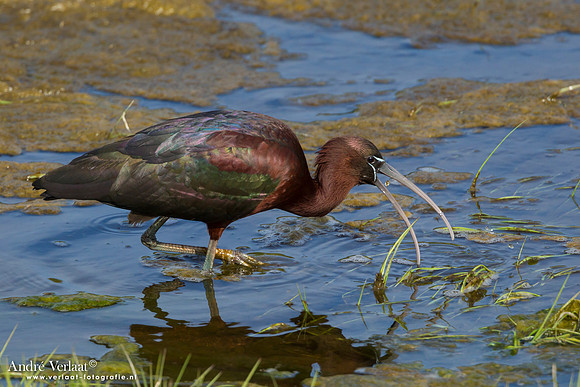 Zwarte Ibis / Glossy Ibis - Lesbos