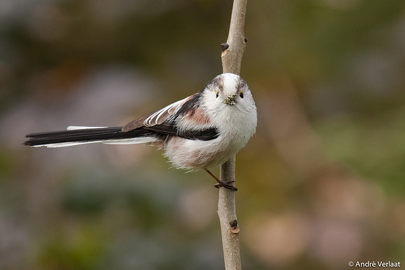 Staartmees / Long-tailed Tit - Enkhuizen
