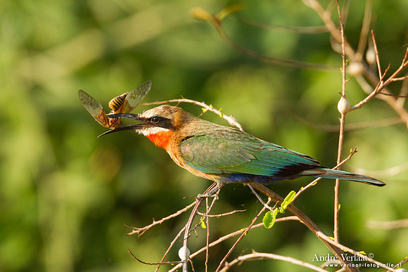 Witkapbijeneter / White-fronted Bee-eater - South Luangwa NP