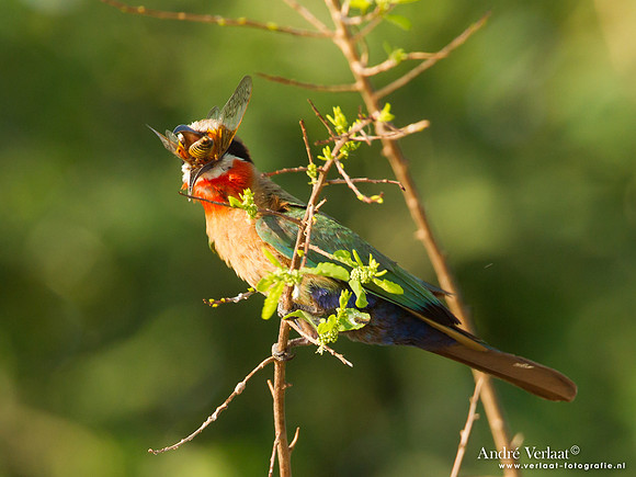 Witkapbijeneter / White-fronted Bee-eater - South Luangwa NP
