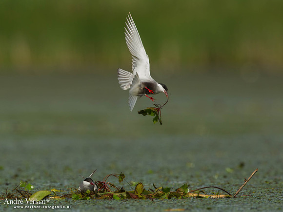 Witwangstern / Whiskered Tern - Hortobagyi Nemzeti Park