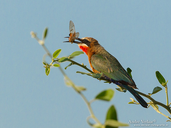 Witkapbijeneter / White-fronted Bee-eater - South Luangwa NP