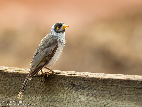 Tuinhoningeter / Noisy Miner - Highfields Qld