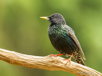 Spreeuw / Starling - Holten