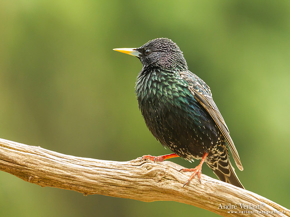 Spreeuw / Starling - Holten