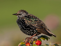 Spreeuw / Starling - Wognum